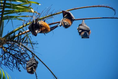 Ağaçta asılı gri başlı uçan tilkiler. Avustralya yerli hayvan mega yarasası. Nesli tükenmekte olan türler