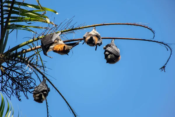 Zorros Voladores Cabeza Gris Colgados Árbol Mega Murciélago Animal Nativo — Foto de Stock