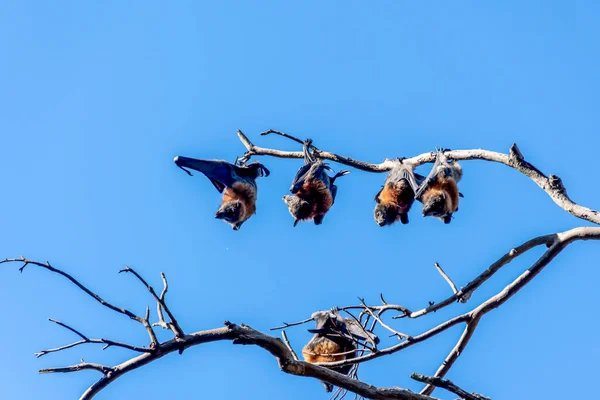 Zorros Voladores Cabeza Gris Colgados Árbol Mega Murciélago Animal Nativo — Foto de Stock