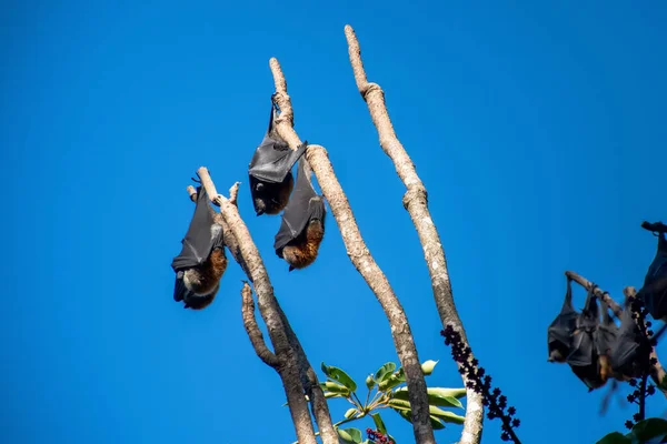Zorros Voladores Cabeza Gris Colgados Árbol Mega Murciélago Animal Nativo — Foto de Stock