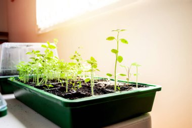 Evdeki küçük yeşil bir evde tohum tepsilerinde fidanlar yetiştir. Evinde kendi bahçeni yetiştir. Sebzeler, bitkiler, çiçekler.