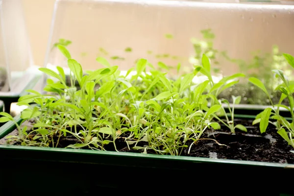 Evdeki küçük yeşil bir evde tohum tepsilerinde fidanlar yetiştir. Evinde kendi bahçeni yetiştir. Sebzeler, bitkiler, çiçekler.