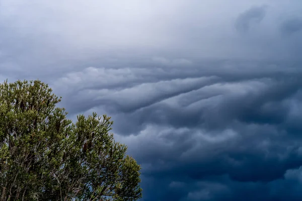 Der Sturm Kommt Sturmwolken Über Dem Baum Heftiger Sintflutartiger Regen — Stockfoto