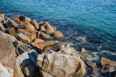 Avustralya kürk foku olarak da bilinen kahverengi kürk foku okyanusun yakınındaki kayanın üzerinde dinleniyor. Narooma, NSW, Avustralya