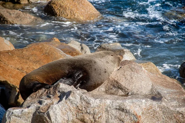 Avustralya Kürk Foku Olarak Bilinen Kahverengi Kürk Foku Okyanusun Yakınındaki — Stok fotoğraf