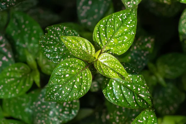 Polka Nokta Bitkisi Hipoestes Phylostachya Yapraklarında Benekleri Olan Yeşil Bitki — Stok fotoğraf