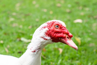 Kırmızı yüzlü beyaz ördek. Yeşil çim çiftliği parkına yakın.