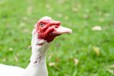 Kırmızı yüzlü beyaz ördek. Yeşil çim çiftliği parkına yakın.