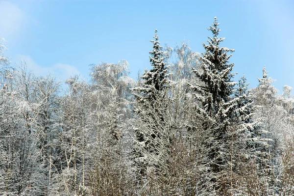 Paese Delle Meraviglie Invernali Rami Alberi Coperti Neve Sfondo Foresta — Foto Stock