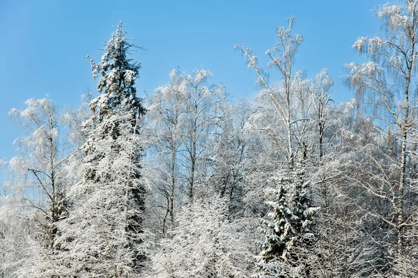 Paese Delle Meraviglie Invernali Rami Alberi Coperti Neve Sfondo Foresta — Foto Stock