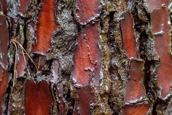 Kůra Stromu Eucalyptus Blízko Červená Hnědá Oranžová Barva Pozadí Přírody — Stock fotografie