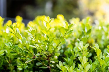 Parlak yeşil bitki çitinin seçici odak noktası güneş ışığıyla dolu. Yeşil yapraklar yaz baharı