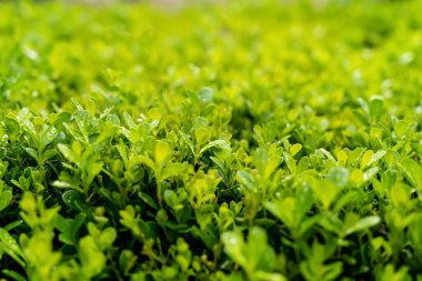 Parlak yeşil bitki çitinin seçici odak noktası güneş ışığıyla dolu. Yeşil yapraklar yaz baharı