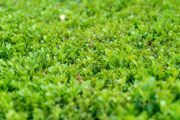 Selective Focus Bokeh Shot Bright Green Plant Hedge Natural Background — Stock Photo, Image