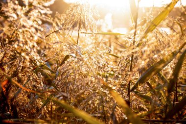 Gün batımında yabani otlar. Doğa bitkilerinin güneş ışığı arka planı. Doğada güzellik. Kırsal alanda altın saat