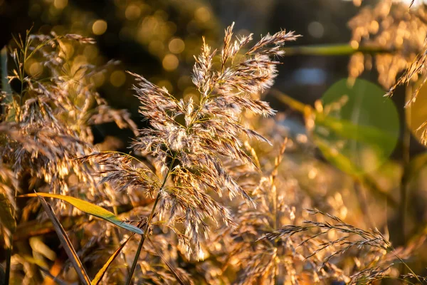Wild Dry Grass Sunset Nature Wild Plants Sunlight Background Beauty — Zdjęcie stockowe