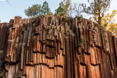 Organ borulu sütun bazalt kaya oluşumu. Sawn Rocks Dağı 'nda. Kapatur Ulusal Parkı, NSW, Avustralya. Nadir altıgen organ boru şeklindeki kaya oluşumu - volkanik lav akışının kalıntıları