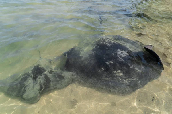 Two stingrays swim in the ocean in Australia. Southern eagle ray and Short tail smooth stingray. Australian wildlife in the wild