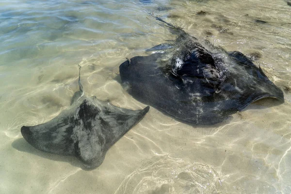 Two stingrays swim in the ocean in Australia. Southern eagle ray and Short tail smooth stingray. Australian wildlife in the wild