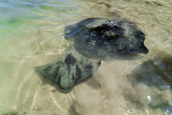 Two stingrays swim in the ocean in Australia. Southern eagle ray and Short tail smooth stingray. Australian wildlife in the wild