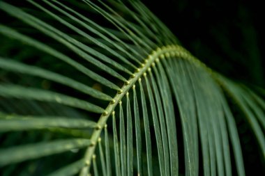 Seçici odak noktası, palmiye yapraklarının bulanık görüntüsü. Yeşil doğa tropik arkaplan