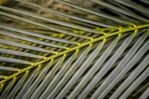 Selective Focus Blurred Image Palm Leaves Green Nature Tropical Background — Stock fotografie
