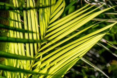 Seçici odak noktası, palmiye yapraklarının bulanık görüntüsü. Yeşil doğa tropik arkaplan