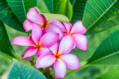 Beautiful pink frangipani known as plumeria in a full bloom close up. Nature tropical flowers background
