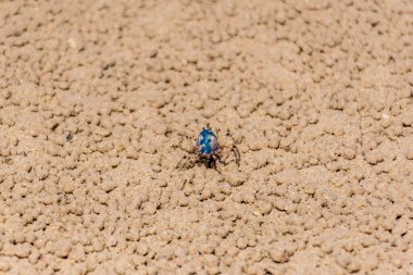 Blue soldier crab at the beach at low tide in Queensland, Australia. Mictyris longicarpus with rounded pellets of discarded sand. Marind wildlife