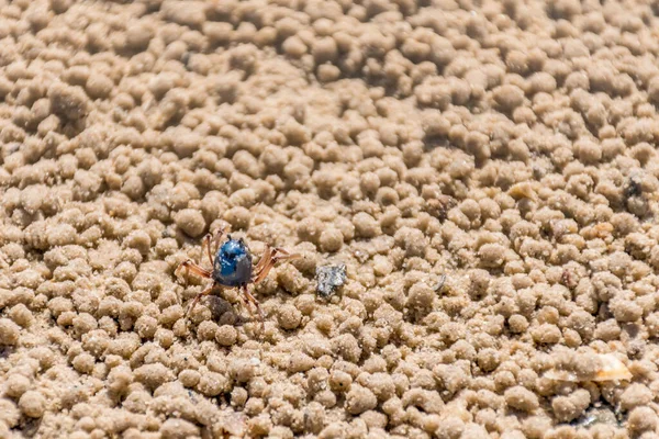 Blue Soldier Crab Beach Low Tide Queensland Australia Mictyris Longicarpus — Stockfoto