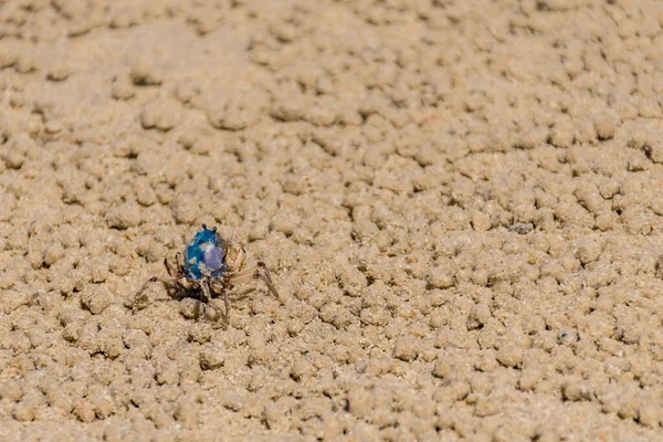 Blue Soldier Crab Beach Low Tide Queensland Australia Mictyris Longicarpus — Stockfoto