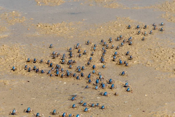 Blue Soldier Crabs Army Traverse Beach Low Tide Queensland Australia — 图库照片