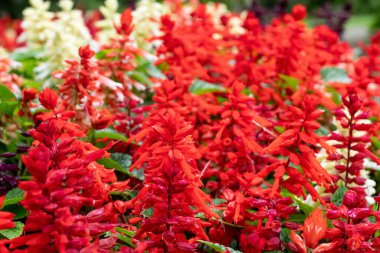 Salvia, yaz sonbahar bahçesinde çiçek açan kızıl adaçayı çiçeklerini görkemlendirir.