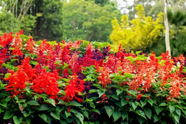 Salvia Splendens Flores Salva Escarlate Uma Flor Cheia Jardim Outono — Fotografia de Stock