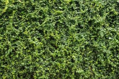 Yeşil yaprak duvar dokusu arka plan. Duvardaki sarmaşık. Çevresel tazelik duvar kağıdı kavramı.