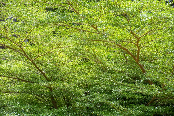 Ramo Tropical Árvore Folha Verde — Fotografia de Stock