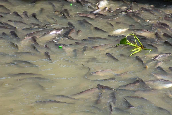 Feeding Fish Bread Snack River Temple Thailand Many Fish Waiting — Stock Photo, Image