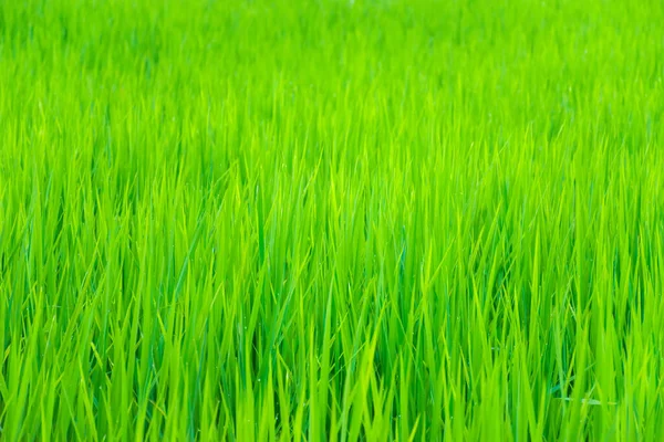 Nature Green Grass Field Background — Stock Photo, Image