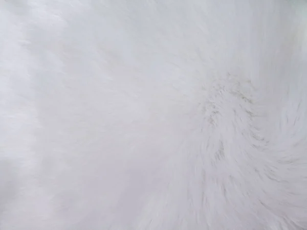Nahaufnahme Von Glatten Weißen Tierhaaren — Stockfoto