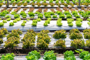 Organik sebze çiftliğinde taze yeşil marul..
