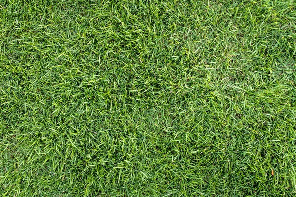 緑の草のテクスチャの背景トップビュー 現実的な草 — ストック写真
