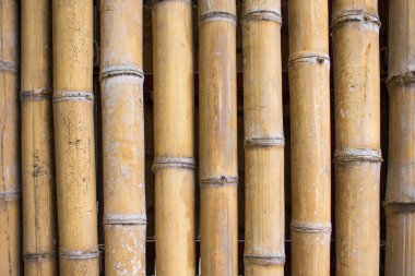 Bambu duvar dokusu arka planı. Bambu çit arka planı. Bambu kalıbı.