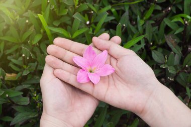 Pembe yağmuru tutan kadın eller yeşil yapraklı zambak çiçekleri.