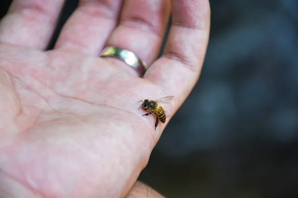 Närbild Honey Bee Stickande Attack Den Mänskliga Handen Royaltyfria Stockfoton