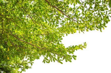 Beyaz arkaplanda yeşil yaprak ve dal izole.