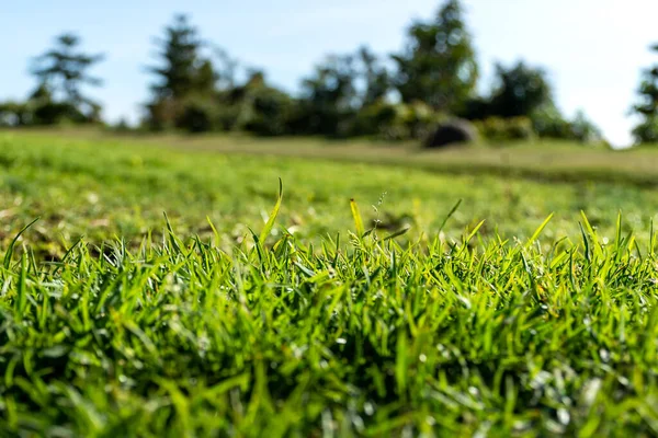 Fresh Green Grass Background Morning — стоковое фото