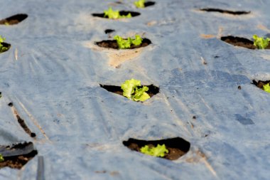 Organik sebze çiftliğinde taze bebek marulu..