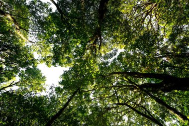 Düşük açı dağda yeşil yaprakları olan tropikal orman ağacına bakıyor..