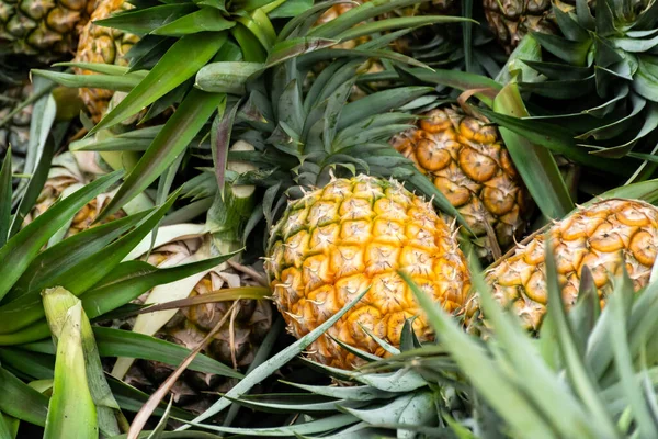 Ripe Pineapples Group Sale Fresh Market — стоковое фото