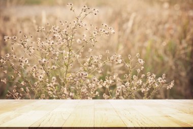 Çimen Çiçeğinin Perspektif Eski Ormanı Pastel ve Açık Arkaplan Işığı 'ndaki Yumuşak Tarz